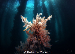Sea fern under Jetty by Roberto Micucci 